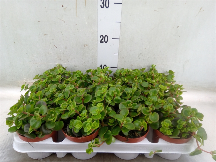 <h4>Sedum   ...</h4>