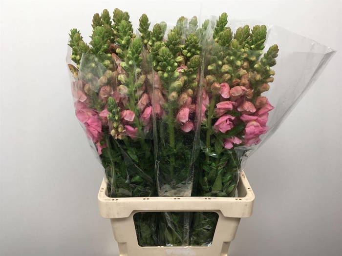 <h4>Antir Op Avignon Pink</h4>