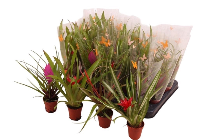 <h4>BROMELIA GEM</h4>