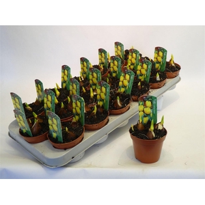 arr8 Tul Yellow Baby