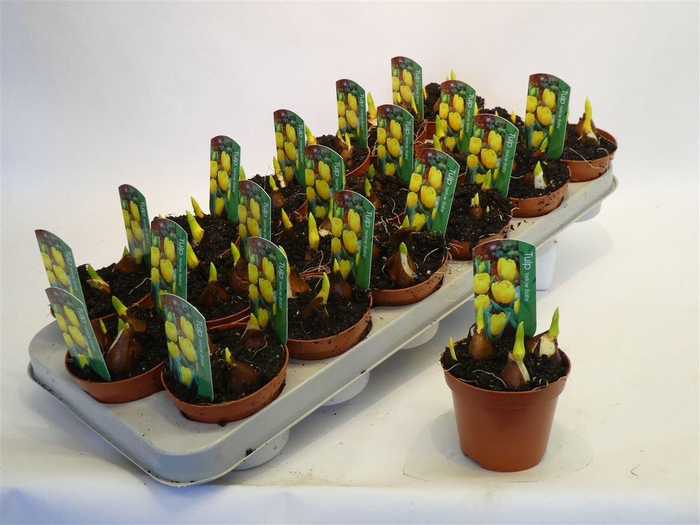 <h4>arr8 Tul Yellow Baby</h4>