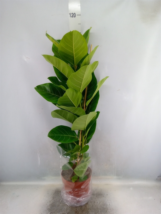 Ficus altissima