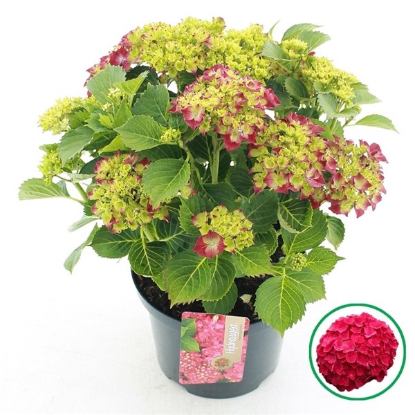 <h4>Hydrangea macr. Rood C5 (23cm.) Kn.</h4>