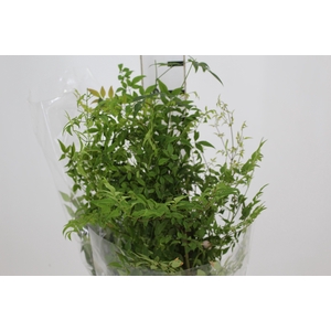 FOLHAGEM NANDINA