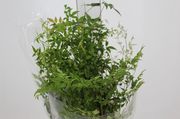 FOLHAGEM NANDINA