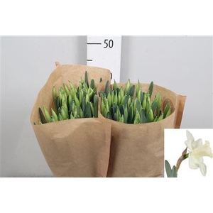 Narcissus Snow Heaven