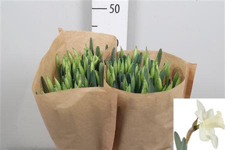 <h4>Narcissus Snow Heaven</h4>