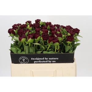 Paeonia Old Faithful