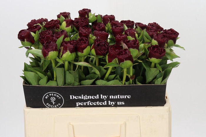 <h4>Paeonia Old Faithful</h4>