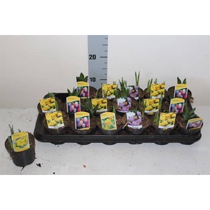 !! PROMO !! BULBS MIXED P9