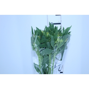 ALSTROEMERIA ALOHA 080 CM