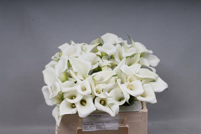 <h4>ZANT WHITE ART</h4>