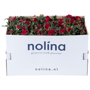 Nolina Roses Ø 10,5 cm Red in box st. 1-2
