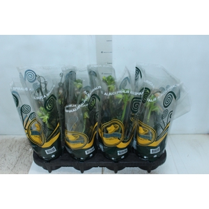 ALBUCA SPIRALIS P14 COM FLOR