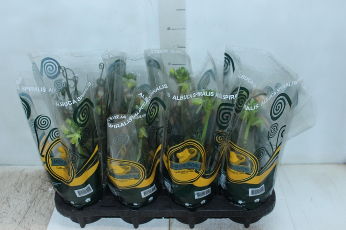 <h4>ALBUCA SPIRALIS P14 COM FLOR</h4>