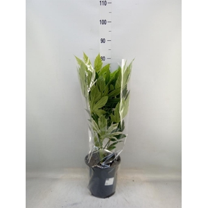 Fatsia japonica 'Variegata'