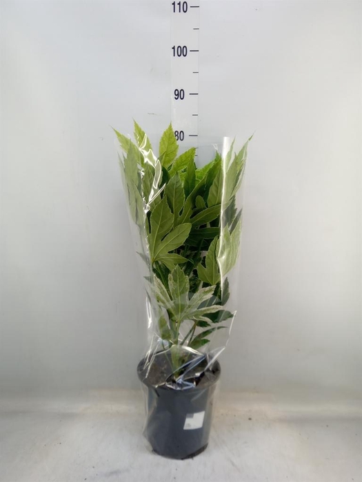 <h4>Fatsia japonica 'Variegata'</h4>