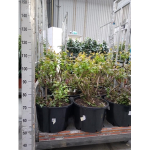 Syringa vulg. 'Lavaliensis'