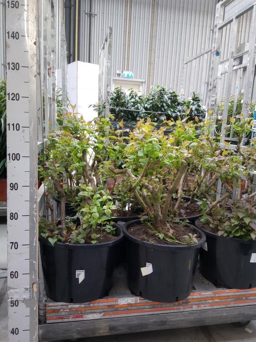 <h4>Syringa vulg. 'Lavaliensis'</h4>