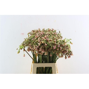 Allium Siculum Bulgaricum