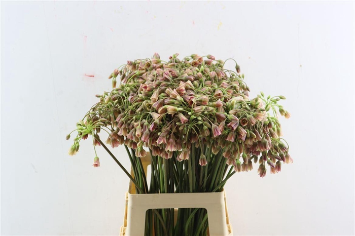 <h4>Allium Siculum Bulgaricum</h4>