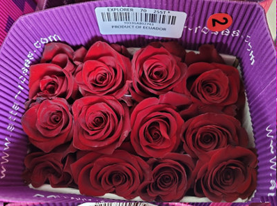 R GR EXPLORER Naranjo