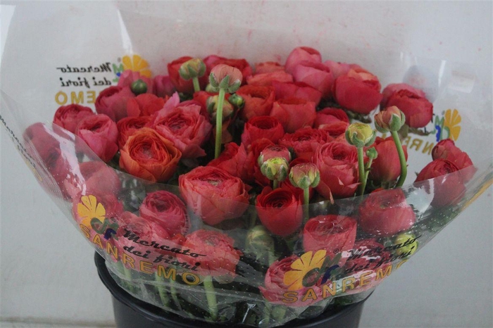 <h4>Ran Cloni Sup Fragolino</h4>