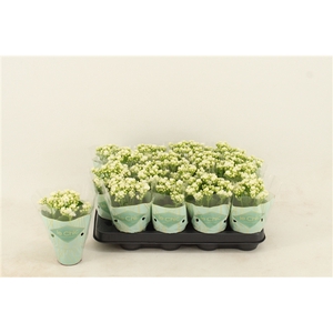 Kalanchoe Double, Le Chic White