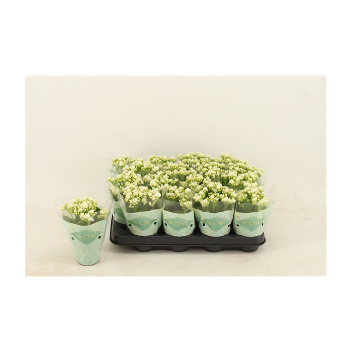 <h4>Kalanchoe Double, Le Chic White</h4>