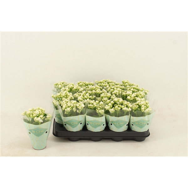 <h4>Kalanchoe Double, Le Chic White</h4>