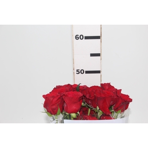 ROSA CHECKMATE 050 CM VERMELHO ESTUFA