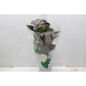 ANTHURIUM SEMPRE P17