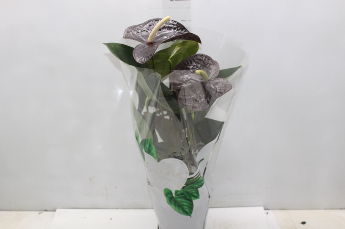 <h4>ANTHURIUM SEMPRE P17</h4>