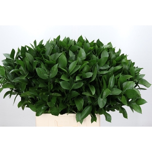 Ruscus Israel