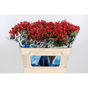 Hyp Coco Rio Rood