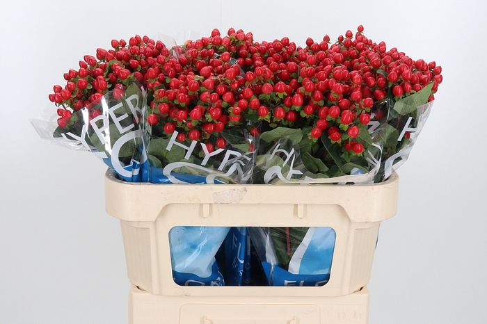 <h4>Hyp Coco Rio Rood</h4>
