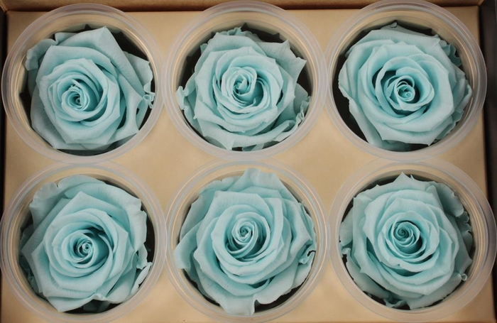 <h4>R Prs Blue Tiffany</h4>