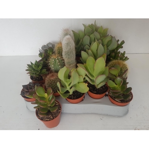 CACTUS GEM