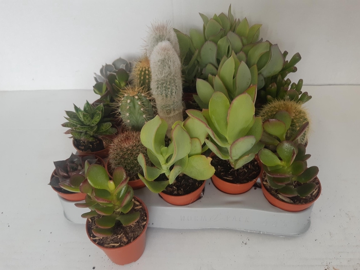 <h4>CACTUS GEM</h4>