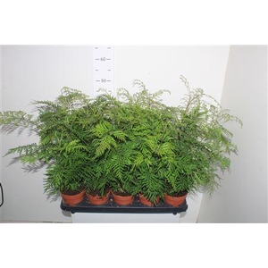 Grev Robusta