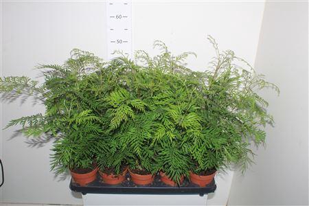 <h4>Grev Robusta</h4>