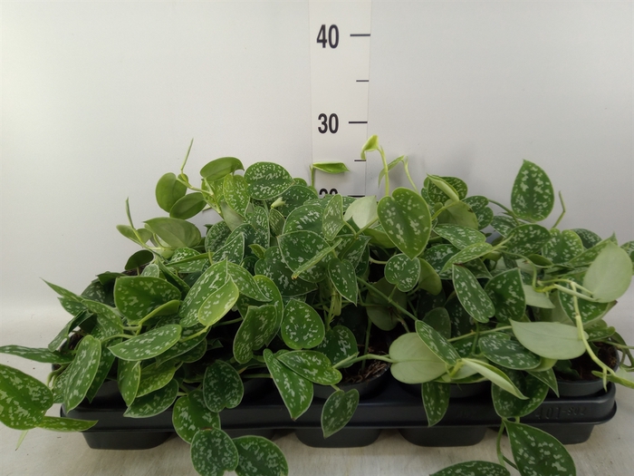 <h4>Scindapsus pictus 'Argyraeus'</h4>