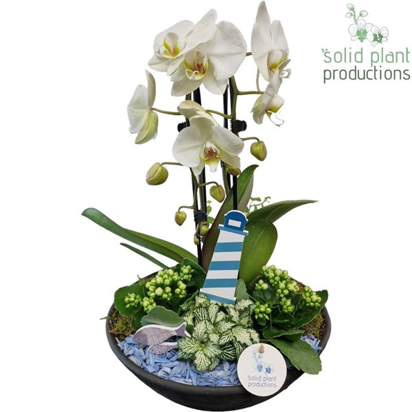 PH012 Ebbi White Maritiem