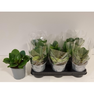 Pilea Peperomioides