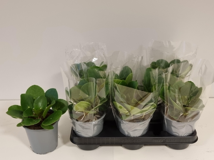 <h4>PILEA PEPEROMIOIDES</h4>