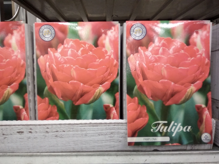 <h4>Tulipa   ...flowerbulbs</h4>