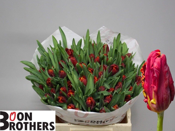 <h4>TU PA ABRACADABRA</h4>