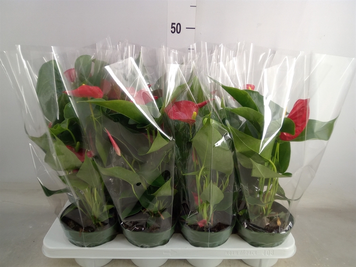 <h4>Anthurium andr. 'Madural'</h4>