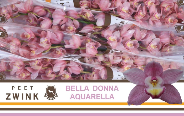 <h4>CYMB T AQUARELLA</h4>