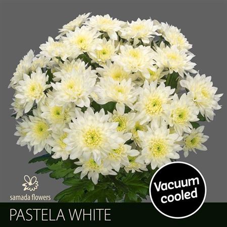 <h4>Chr T Pastela White</h4>